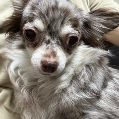 ※お問い合わせが多いので受付終了します