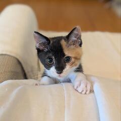 ⭐️里親さん決定しました⭐️ 生後約1ヶ月 子猫 里親募集 三毛...