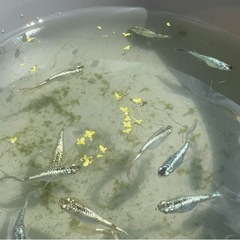 サボテンラメ鰭長（メダカ）ワンペア➕1合計3匹以上の画像