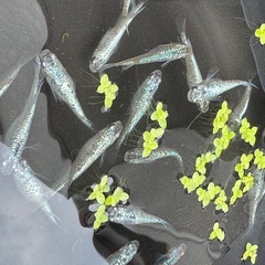 サボテンラメ鰭長（メダカ）ワンペア➕1合計3匹以上の画像