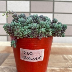 220パープルヘイズの画像