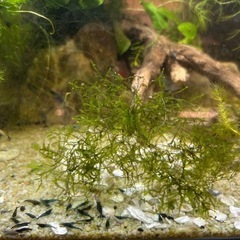 ベルベットブルーシュリンプの画像