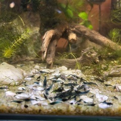 ベルベットブルーシュリンプの画像