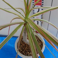 観葉植物ドラセナの画像