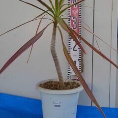観葉植物ドラセナの画像