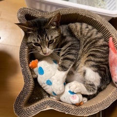 猫ちゃん