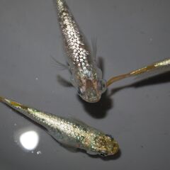 メダカ　スーパーラメ改稚魚(1.5㎝前後）10匹＋２の画像