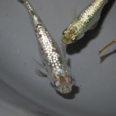 メダカ　スーパーラメ改稚魚(1.5㎝前後）10匹＋２の画像