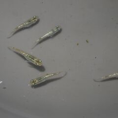 メダカ　スーパーラメ改稚魚(1.5㎝前後）10匹＋２の画像