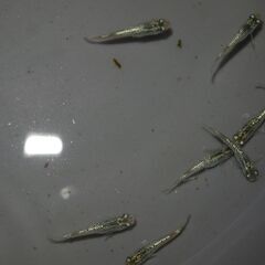 メダカ　スーパーラメ改稚魚(1.5㎝前後）10匹＋２の画像