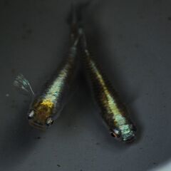 増量　レア　朱光菊ブルータイプ　めだかの有精卵25＋αの画像