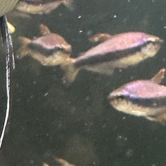 熱帯魚テトラ１０匹以上