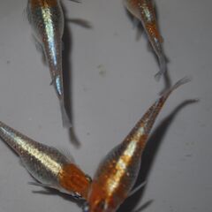 メダカ　オーロラ黄ラメ対外光稚魚（１㎝前後）10匹の画像