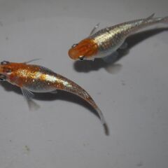 メダカ　オーロラ黄ラメ対外光稚魚（１㎝前後）10匹の画像