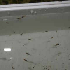 メダカ　オーロラ黄ラメ対外光稚魚（１㎝前後）10匹の画像