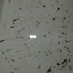 メダカ　オーロラ黄ラメ対外光稚魚（１㎝前後）10匹の画像