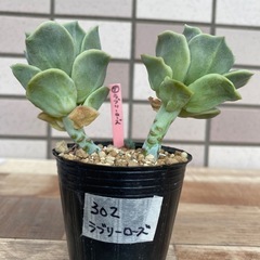 302ラブリーローズの画像