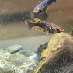 🐟五式typeR GOD   メダカ 8匹 おまかせ選別③🐟の画像