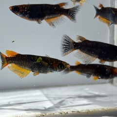 🐟五式typeR GOD   メダカ 8匹 おまかせ選別③🐟の画像