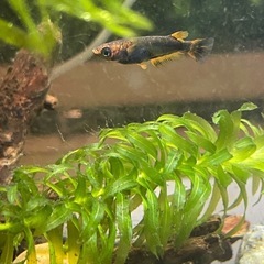 🐟五式typeR GOD   メダカ 8匹 おまかせ選別③🐟の画像