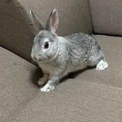 灰色ミニウサギ(2歳半)の里親募集