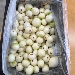 【お買い得品】玉ねぎ　約10キロ　皮剥き済　そのままお使いできま...