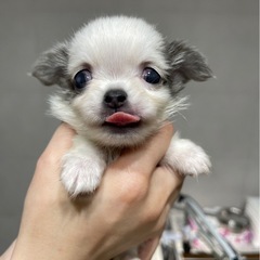 チワペキ　男の子　5月2日生まれ