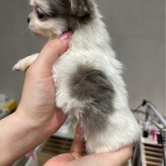 チワペキ　男の子 − 広島県