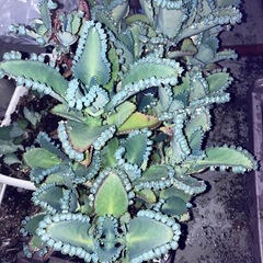 子宝草