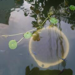 「決まりました」MIXメダカ②の画像
