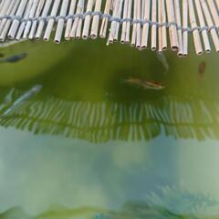 「決まりました」MIXメダカ②の画像