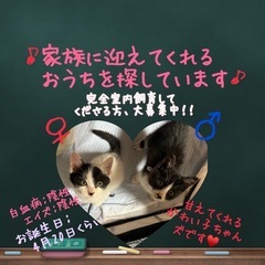 ボンネットから救出しました！