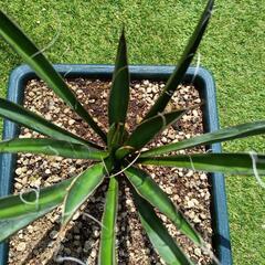優良株　カルネロサーナ