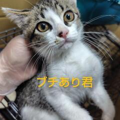 珍しい？キジ白2匹兄弟 生後3ヶ月くらい − 愛知県