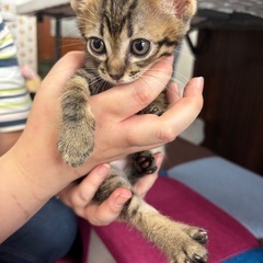 🐾動画付🐾黒キジ男の子☘️個人面会できます！
