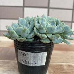 501ラミレーテの画像