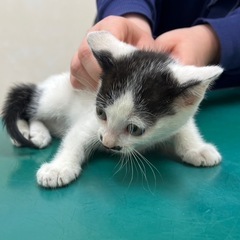 ママ猫が置いて行きました