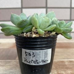 503アルバビューティーの画像