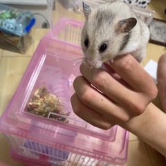 ハムスター(ゴールデン)