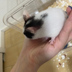 ハムスター(うし柄)