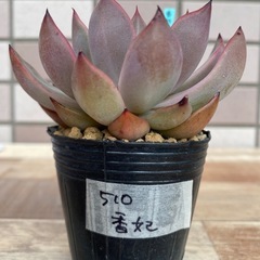 【売約済】 510香妃の画像