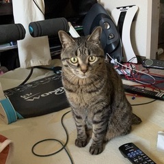 飼い猫探してます
