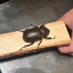 国産カブトムシの画像
