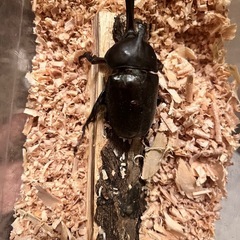 国産カブトムシの画像