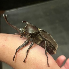 国産カブトムシの画像