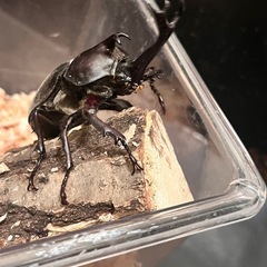 国産カブトムシ