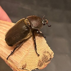国産カブトムシの画像