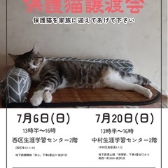 保護ネコの里親募集