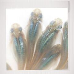 🌊深海メダカの稚魚5匹🌊