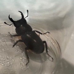 クワガタあげます